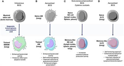 Thinking Outside the Box: Innate- and B Cell-Memory Responses as Novel Protective Mechanisms Against Tuberculosis